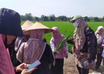 Gandeng Malaysia, Desa Betiting Cerme Gresik Deteksi Penyakit Tanaman Melalui Smartphone