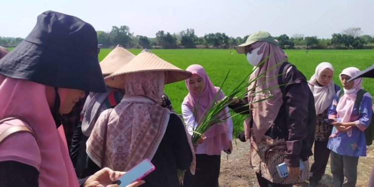 Gandeng Malaysia, Desa Betiting Cerme Gresik Deteksi Penyakit Tanaman Melalui Smartphone