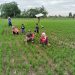 Babinsa dan Warga Desa Kertosono Sidayu Penuh Semangat Gelar Kerja Bakti di Sawah