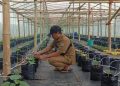 Sukses Usaha Ayam Petelur, BUMDes Banjarsari Manyar Kini Budidaya Melon Dengan Sistem Green House