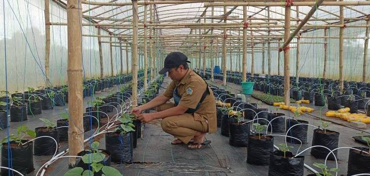 Sukses Usaha Ayam Petelur, BUMDes Banjarsari Manyar Kini Budidaya Melon Dengan Sistem Green House