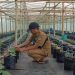 Sukses Usaha Ayam Petelur, BUMDes Banjarsari Manyar Kini Budidaya Melon Dengan Sistem Green House