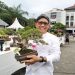 Kades Surowiti Panceng Gresik, Hadirkan Bonsai Jenis Setigi Berusia Lima Tahun yang Harus Disiram dengan Air Laut