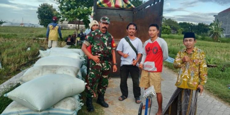 Pemdes Sidokumpul Bungah Apresiasi Peran Babinsa Dampingi Penyerapan Gabah Bikin Petani Sumringah