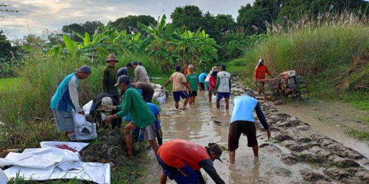 Warga Bungah Gresik Bentengi Sawah dari Luapan Bengawan Solo dengan Tanggul Darurat