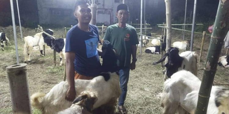 Jelang Hari Raya Kurban 2025, Kandang Sonto Gembolo Jual Hewan Kurban Dengan Harga Yang Terjangkau