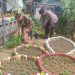 Polsek Bungah Dampingi Petani Wujudkan Ketahanan Pangan di Desa Kisik