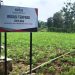 Bisa Panen Empat Kali dalam Setahun, Bantuan Irigasi SIG Tingkatkan Produktivitas Pertanian di Tuban, Jawa Timur
