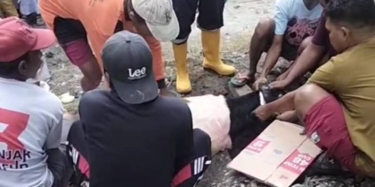 Warga Mojoasem Sidayu Kompak Berkurban, Jumlah Hewan Meningkat