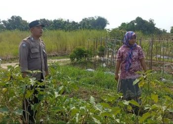 Dukung Ketahanan Pangan, Polsek Cerme Budidaya Tanaman Sawi dan Terong di Pekarangan Warga