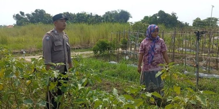 Dukung Ketahanan Pangan, Polsek Cerme Budidaya Tanaman Sawi dan Terong di Pekarangan Warga
