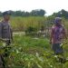 Dukung Ketahanan Pangan, Polsek Cerme Budidaya Tanaman Sawi dan Terong di Pekarangan Warga