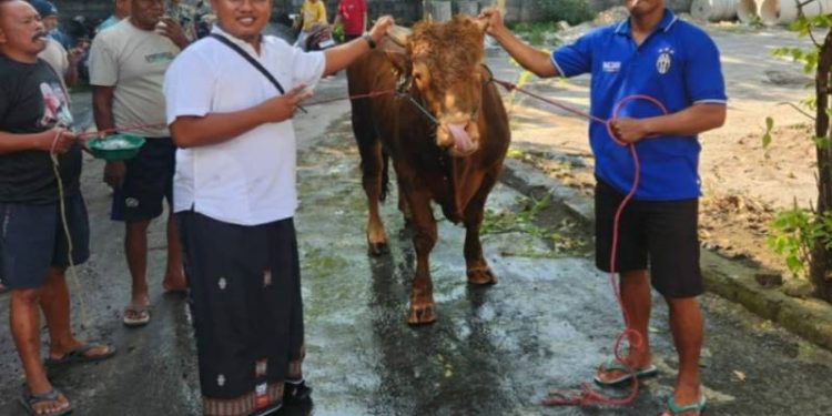 Syukuri Perayaan Idul Adha, Kades Kesamben Wetan Sumbang Seekor Sapi