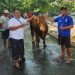Syukuri Perayaan Idul Adha, Kades Kesamben Wetan Sumbang Seekor Sapi