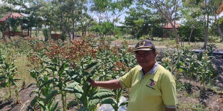 Tingkatkan Pendapatan Buruh Tani, Pemdes Pengalangan Ajak Tanam Tembakau