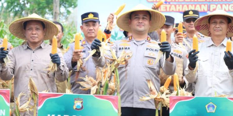 Dukung Ketahanan Pangan Nasional, Polres Gresik Sukses Panen Raya Jagung 80 Ton di Panceng