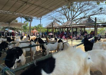 “Mepe Kambing Bareng” Jadi Ajang Belajar Peternak, Desa Cangaan Siapkan Kawasan Peternakan Terpadu