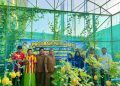 Manisnya Panen Melon Manyarsidorukun, Ketahanan Pangan Desa Mulai Berbuah Nyata