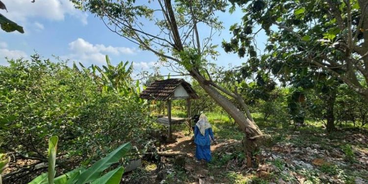 Mengaku Dukun Pria di Gresik Ditangkap Polisi Usai Melakukan Dugaan Kekerasan Seksual Dikebun Jeruk