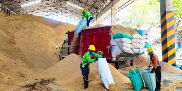 Optimalkan Bahan Bakar Alternatif dalam Proses Produksi, Penggunaan Sekam Padi di SIG Pabrik Tuban Capai 400 Ton Per Hari
