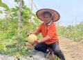 Sensasi Petik Melon Hadir di Wisata Endel Park Golokan Gresik