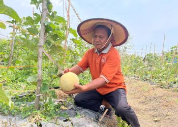 Sensasi Petik Melon Hadir di Wisata Endel Park Golokan Gresik