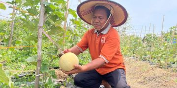 Sensasi Petik Melon Hadir di Wisata Endel Park Golokan Gresik
