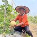 Sensasi Petik Melon Hadir di Wisata Endel Park Golokan Gresik